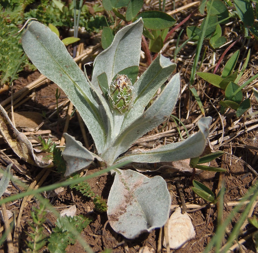 Изображение особи Centaurea fuscomarginata.