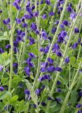 Baptisia australis. Соцветия. Германия, г. Krefeld, Ботанический сад. 08.06.2013.