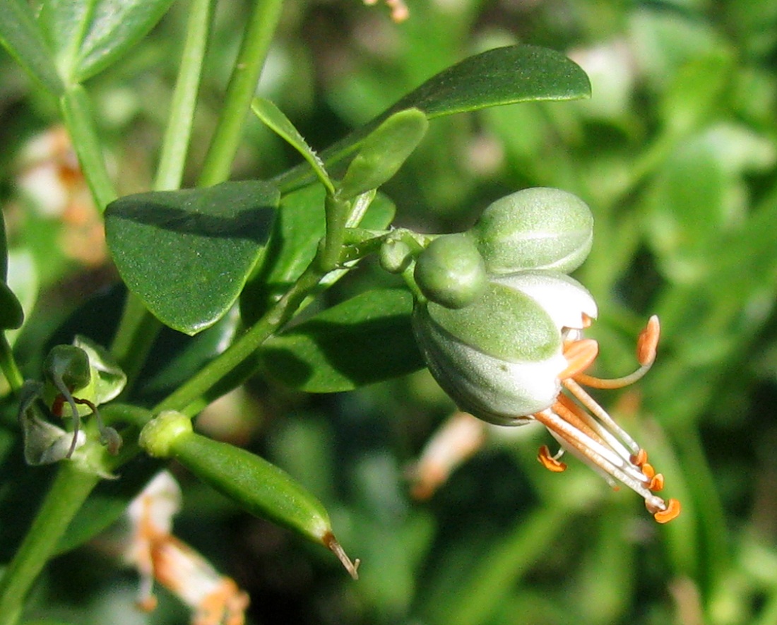 Image of Zygophyllum fabago specimen.