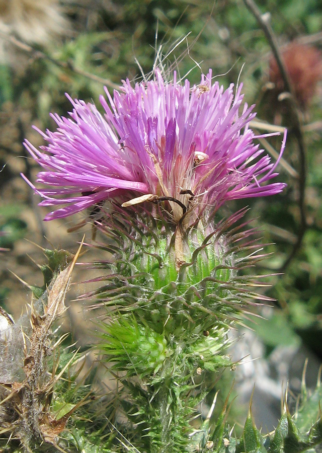 Image of Carduus uncinatus ssp. davisii specimen.