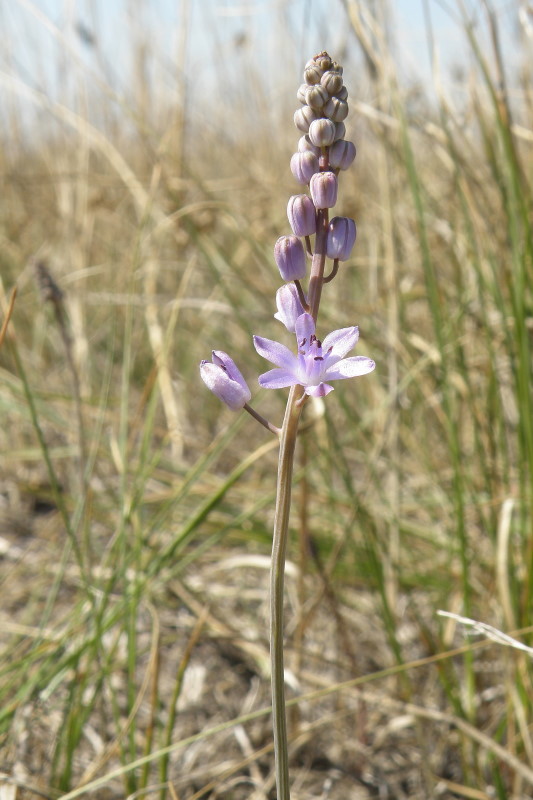 Image of Prospero autumnale specimen.