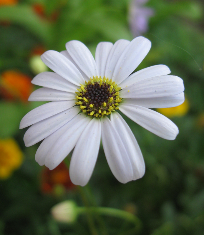 Изображение особи Brachyscome multifida.