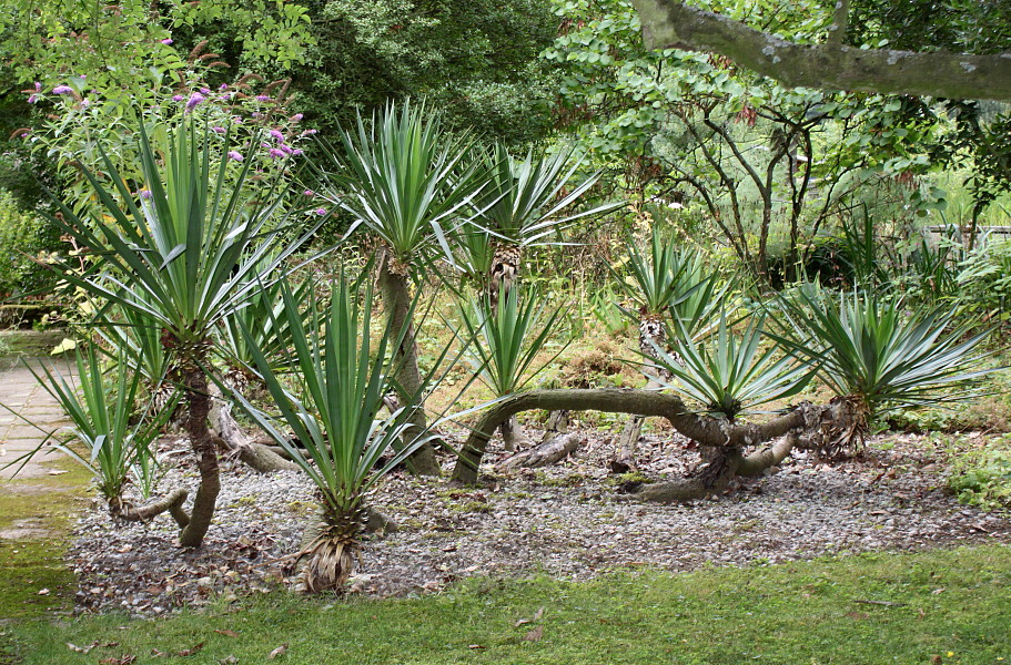 Image of genus Yucca specimen.