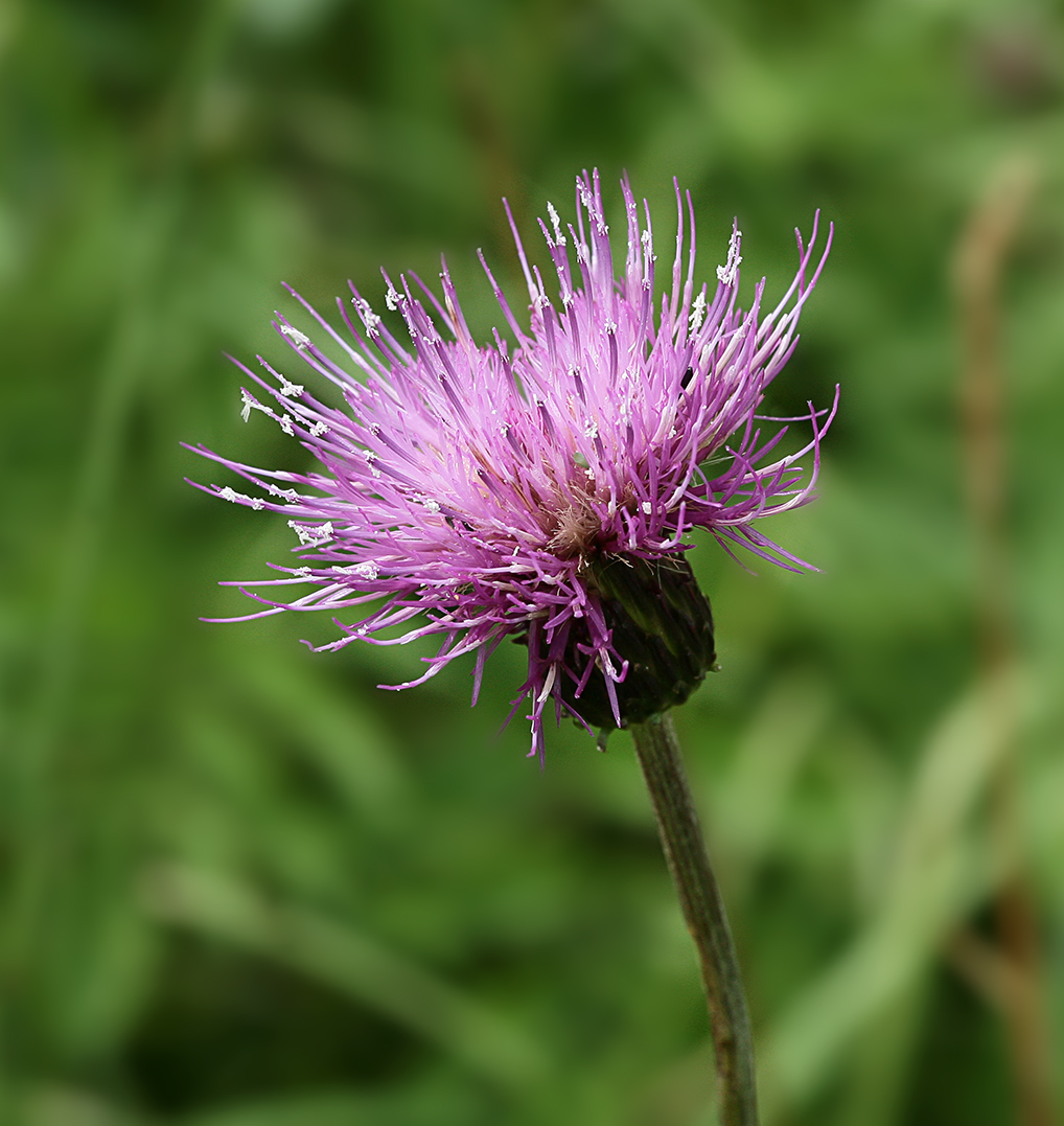 Image of Cirsium heterophyllum specimen.