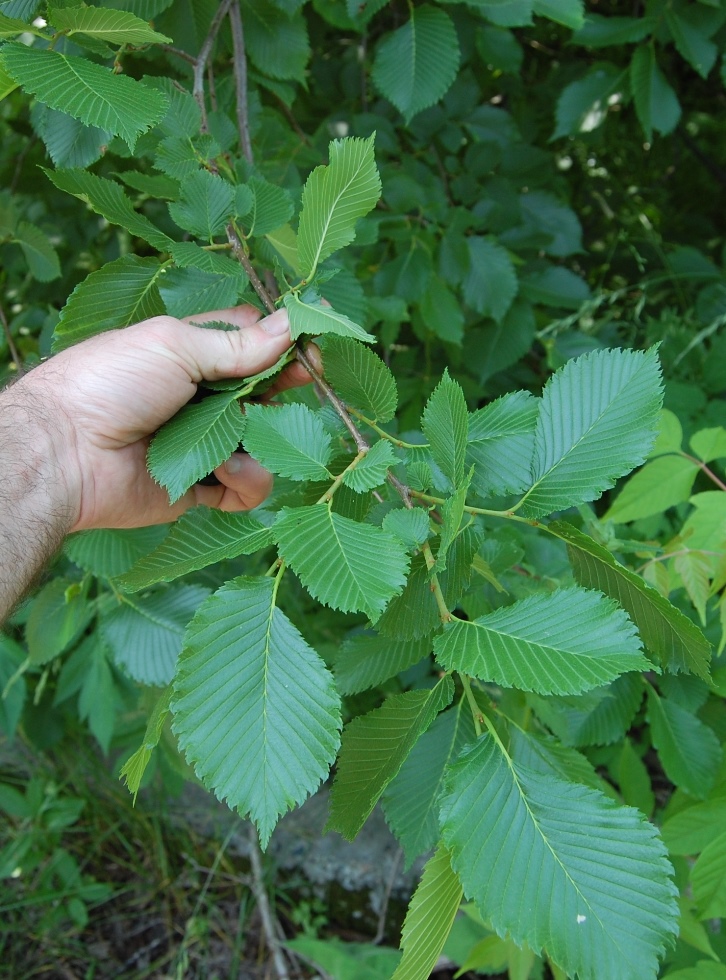 Image of Ulmus laevis specimen.