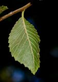 Ulmus parvifolia. Лист (вид с обратной стороны). Израиль, Шарон, г. Герцлия, в культуре. 21.09.2013.