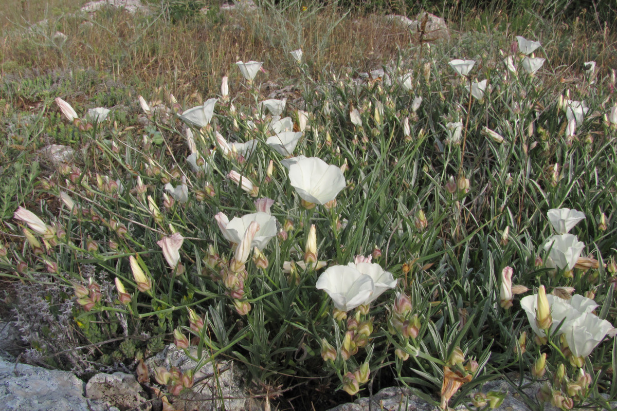 Image of Convolvulus holosericeus specimen.