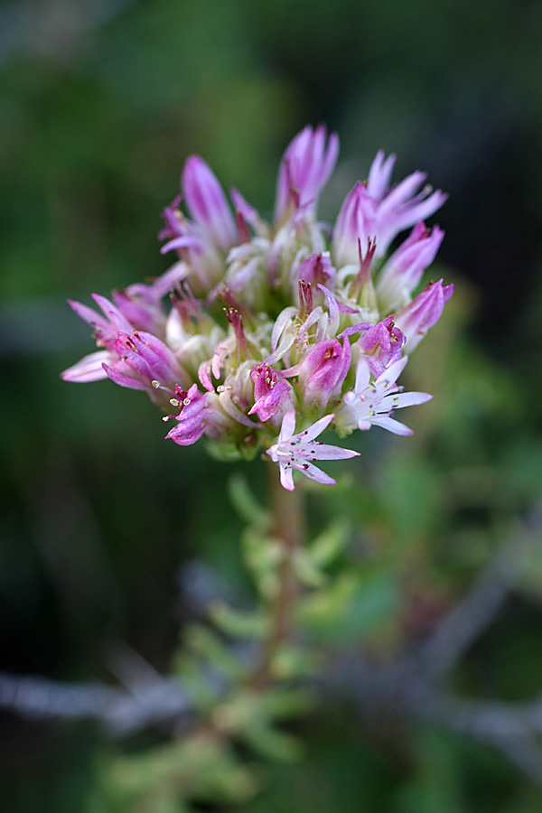 Image of genus Pseudosedum specimen.