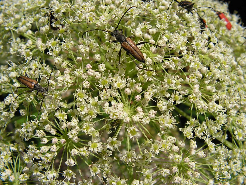 Image of genus Angelica specimen.