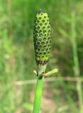 Equisetum ramosissimum. Верхушка растения с развивающимся стробилом. Украина, г. Запорожье, зелёная зона возле р. Днепр. 10.07.2011.