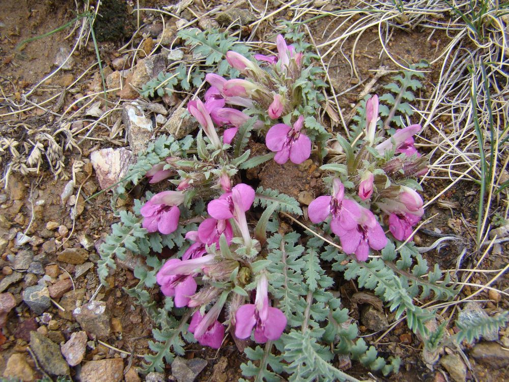 Изображение особи Pedicularis semenowii.