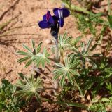 Lupinus pilosus. Цветущее растение. У неопылённого цветка полоса на флаге белая, после опыления эта полоса становится сиреневой. Израиль, г. Кирьят-Оно, пустырь. 10.03.2014.