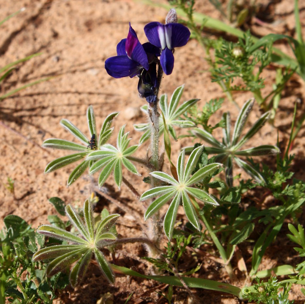 Image of Lupinus pilosus specimen.