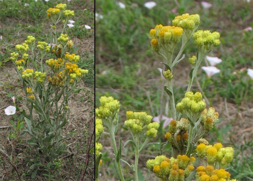 Image of Helichrysum arenarium specimen.