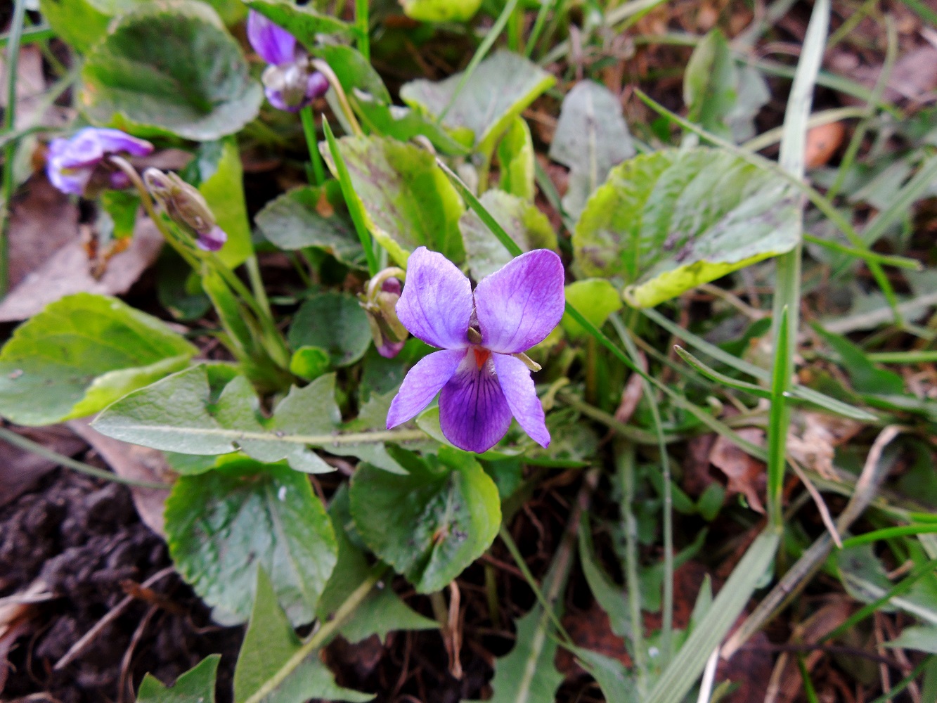 Image of Viola odorata specimen.