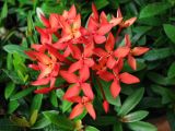 Ixora coccinea