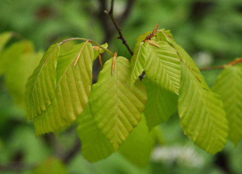 Изображение особи Fagus orientalis.