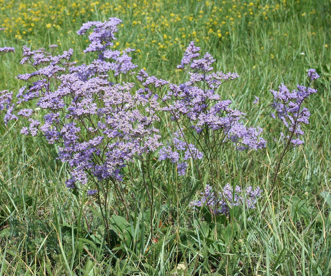 Image of Limonium gmelinii specimen.