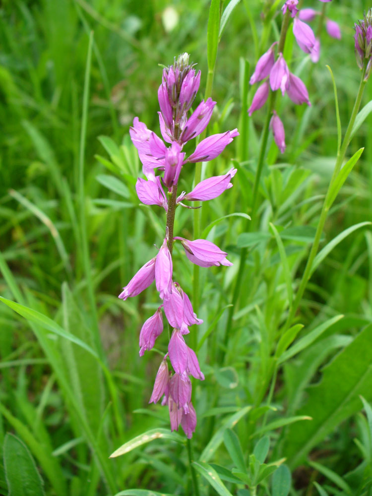 Image of Polygala comosa specimen.