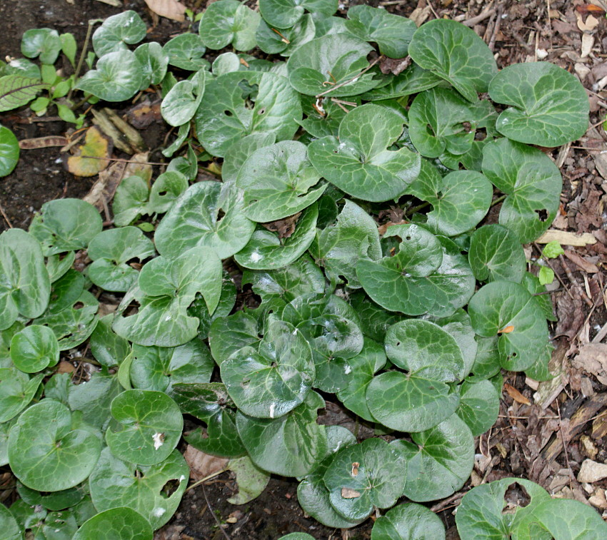 Image of Asarum europaeum specimen.