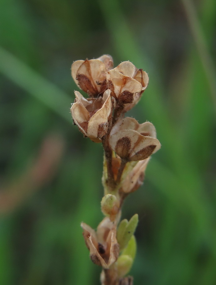 Image of Veronica arvensis specimen.