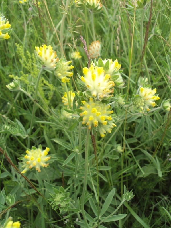 Image of Anthyllis macrocephala specimen.