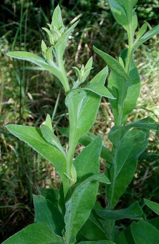 Image of Inula thapsoides specimen.