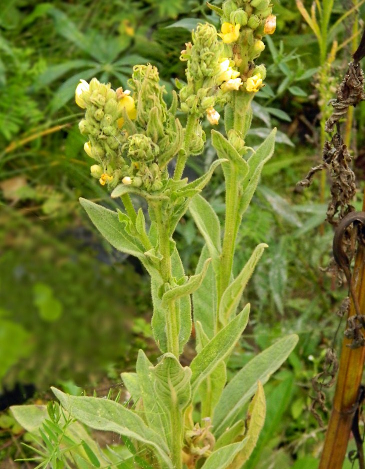 Image of Verbascum thapsus specimen.