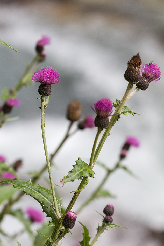 Image of Cirsium elbrusense specimen.