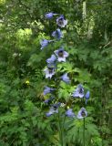 Delphinium flexuosum