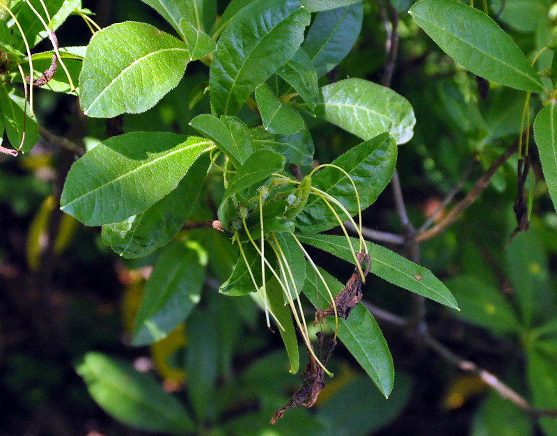 Изображение особи Rhododendron luteum.