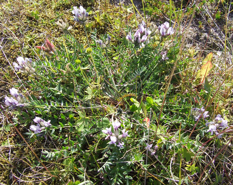 Изображение особи Oxytropis sordida.