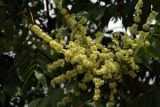 Ailanthus altissima