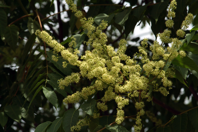 Image of Ailanthus altissima specimen.