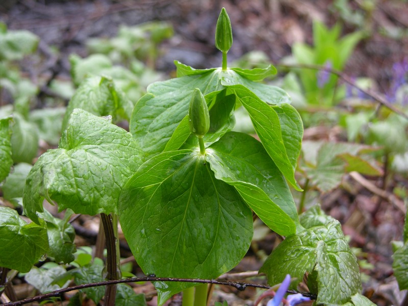 Изображение особи Trillium camschatcense.