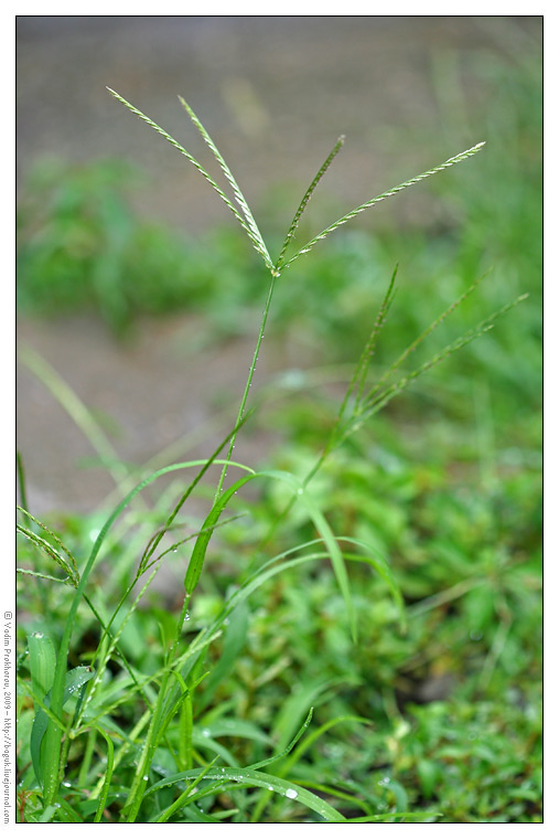 Image of Eleusine indica specimen.