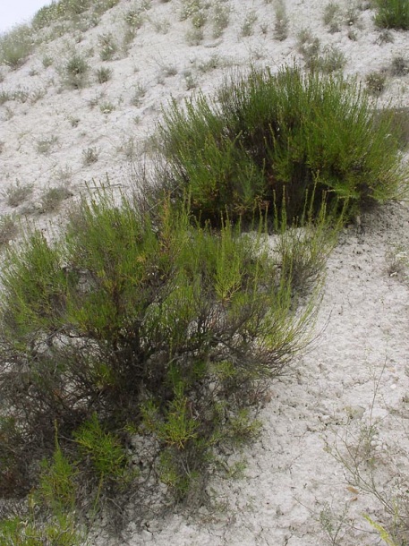 Изображение особи Artemisia salsoloides.