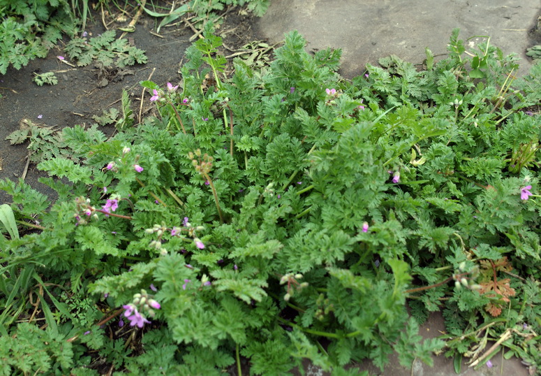 Изображение особи Erodium cicutarium.