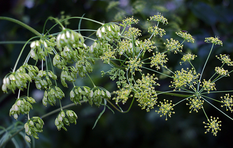 Изображение особи Heracleum sibiricum.