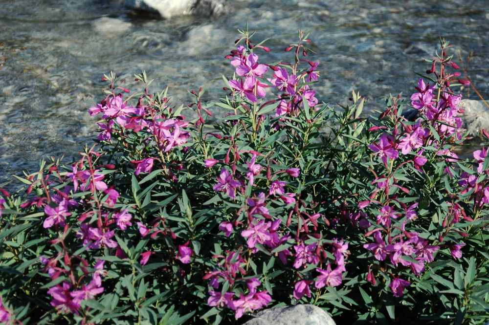 Image of Chamaenerion latifolium specimen.