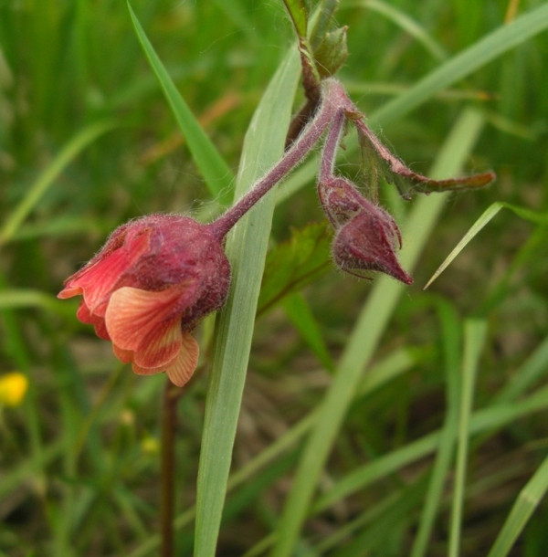 Image of Geum rivale specimen.