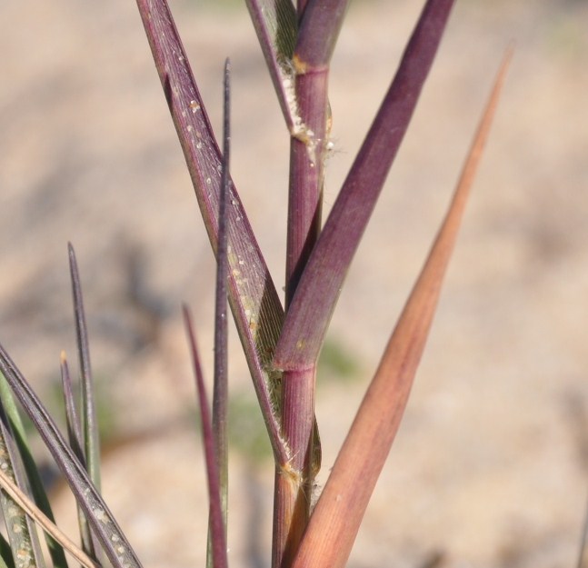 Image of Sporobolus pungens specimen.