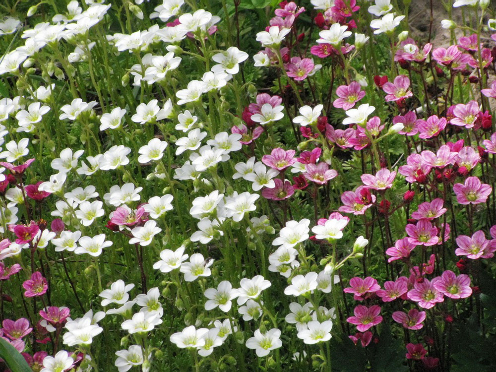 Image of Saxifraga &times; arendsii specimen.