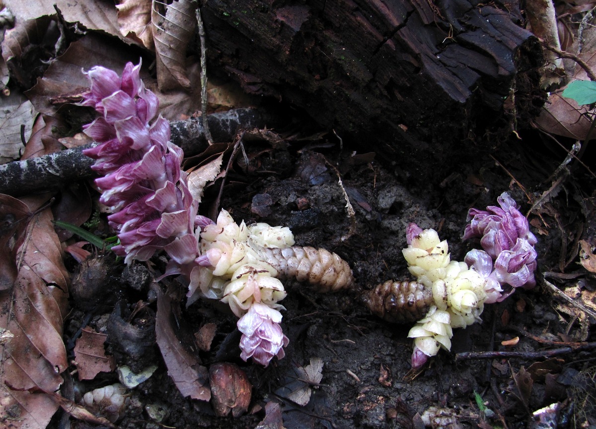 Image of Lathraea squamaria specimen.