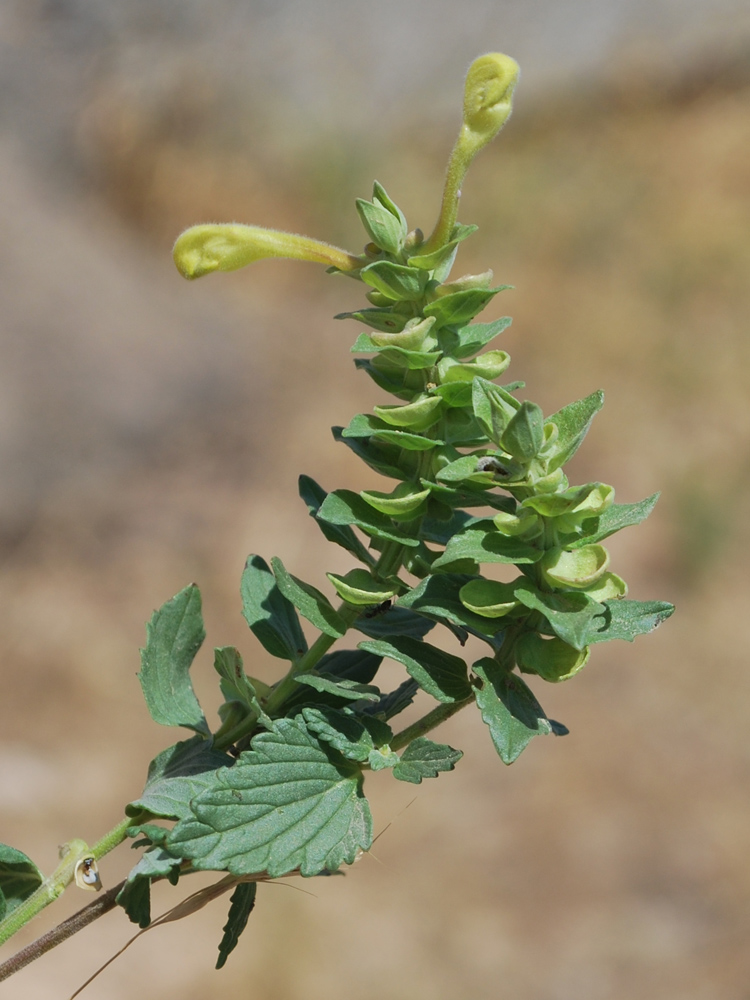 Изображение особи Scutellaria microdasys.