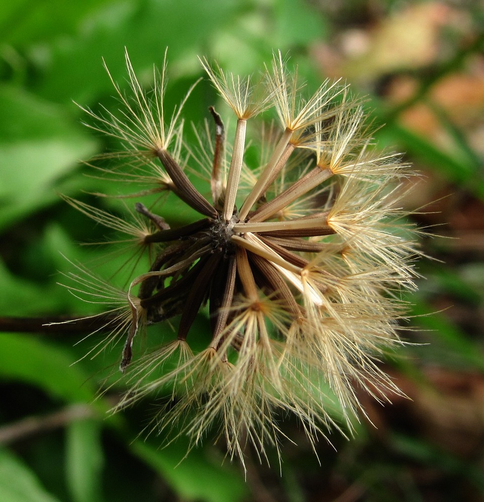 Изображение особи Leontodon hispidus ssp. hastilis.