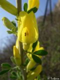 Chamaecytisus ruthenicus