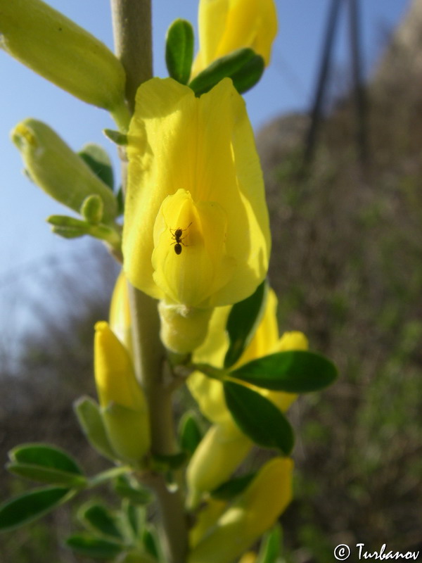 Изображение особи Chamaecytisus ruthenicus.