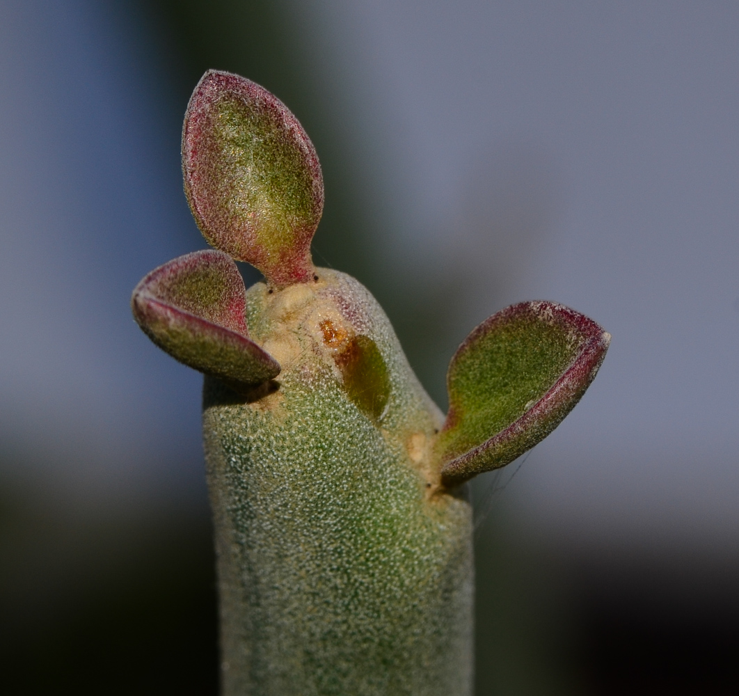 Изображение особи Euphorbia lomelii.