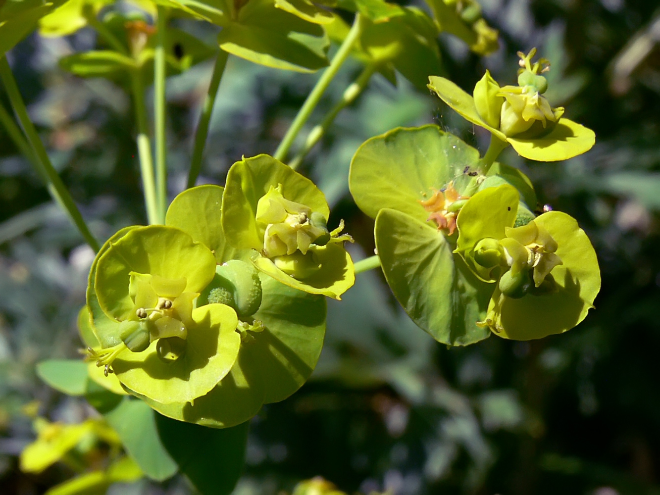 Изображение особи Euphorbia virgata.